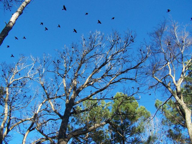 Grackles flying away