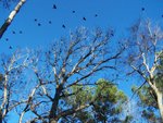 Grackles flying away