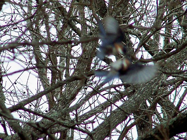 Playful Bluebirds 2