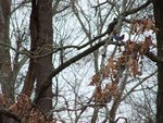 Playful Bluebirds 3