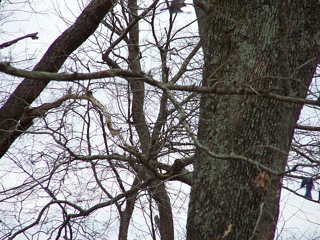 Playful Bluebirds 4