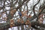 Playful Bluebirds 5