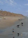 Dog Beach (detail)