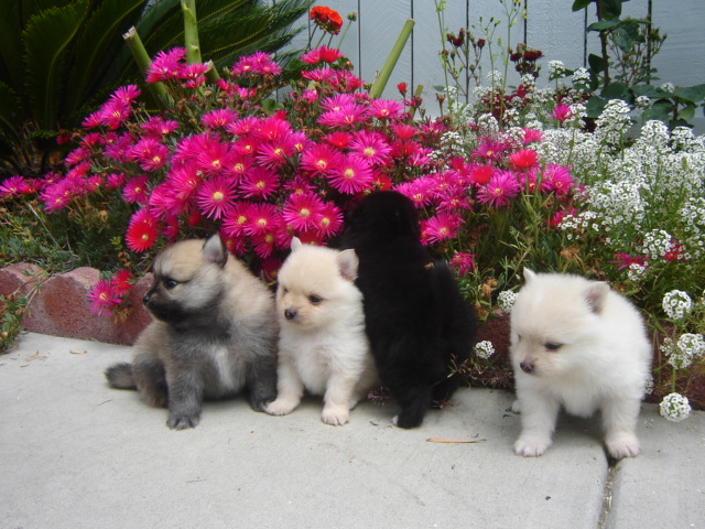 pomeranian puppies