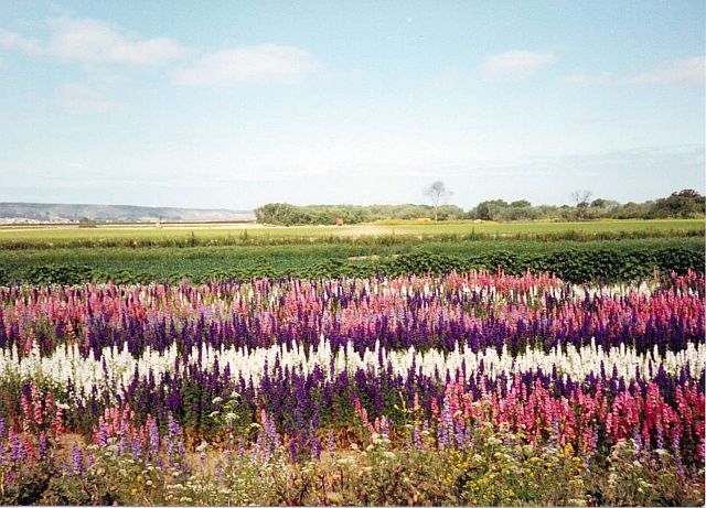 Lompoc, California