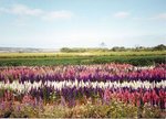 Lompoc, California - Flower Gardens