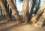 Trees, Hesperia Lake