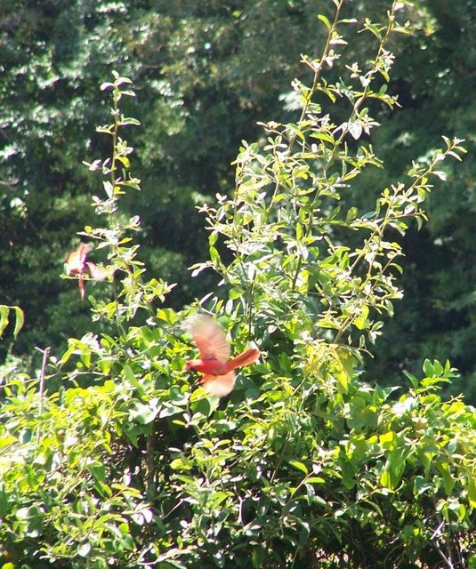 cardinal in flight