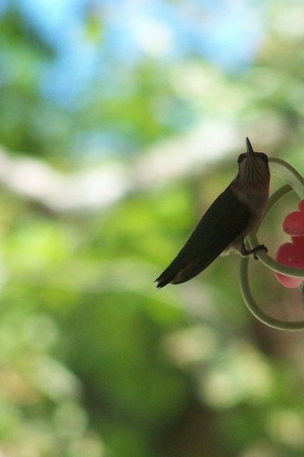 hummingbird