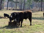 Calves Sniff Stump