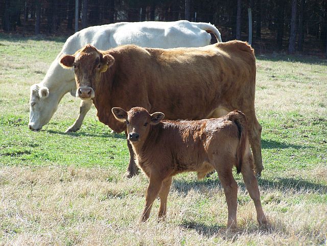 CowsAndCalf