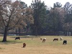 Pasture And Bovine