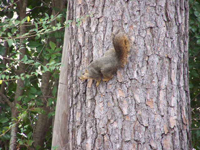 Squirrel on Tree