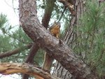 Squirrel on branch