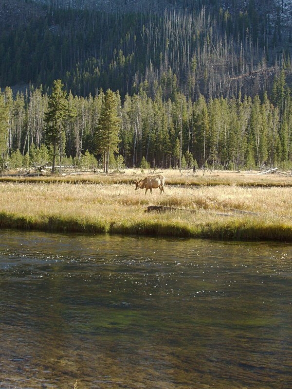Young Male Elk
