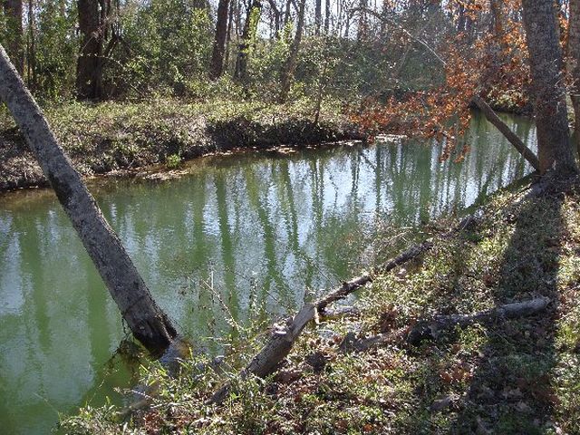 This is the fullest our creek has been since we've lived here!