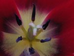 Inside a Tulip Flower