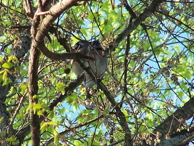 2 blue jays