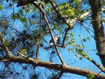 blue jay with something in beak