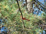 cardinal in tree close