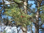 cardinal in tree