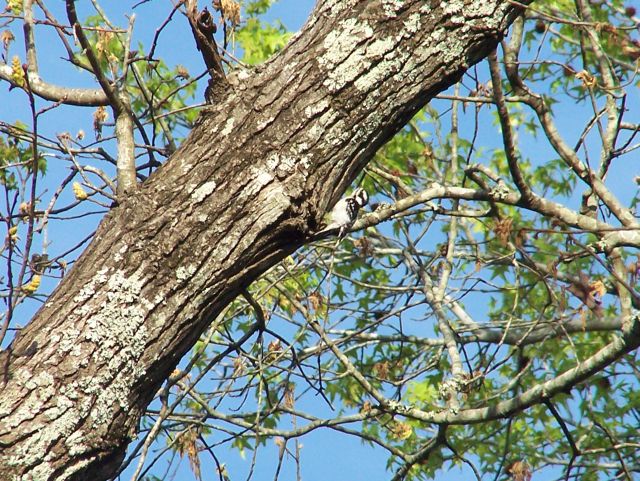 downey woodpecker