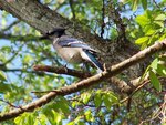 Blue Jay