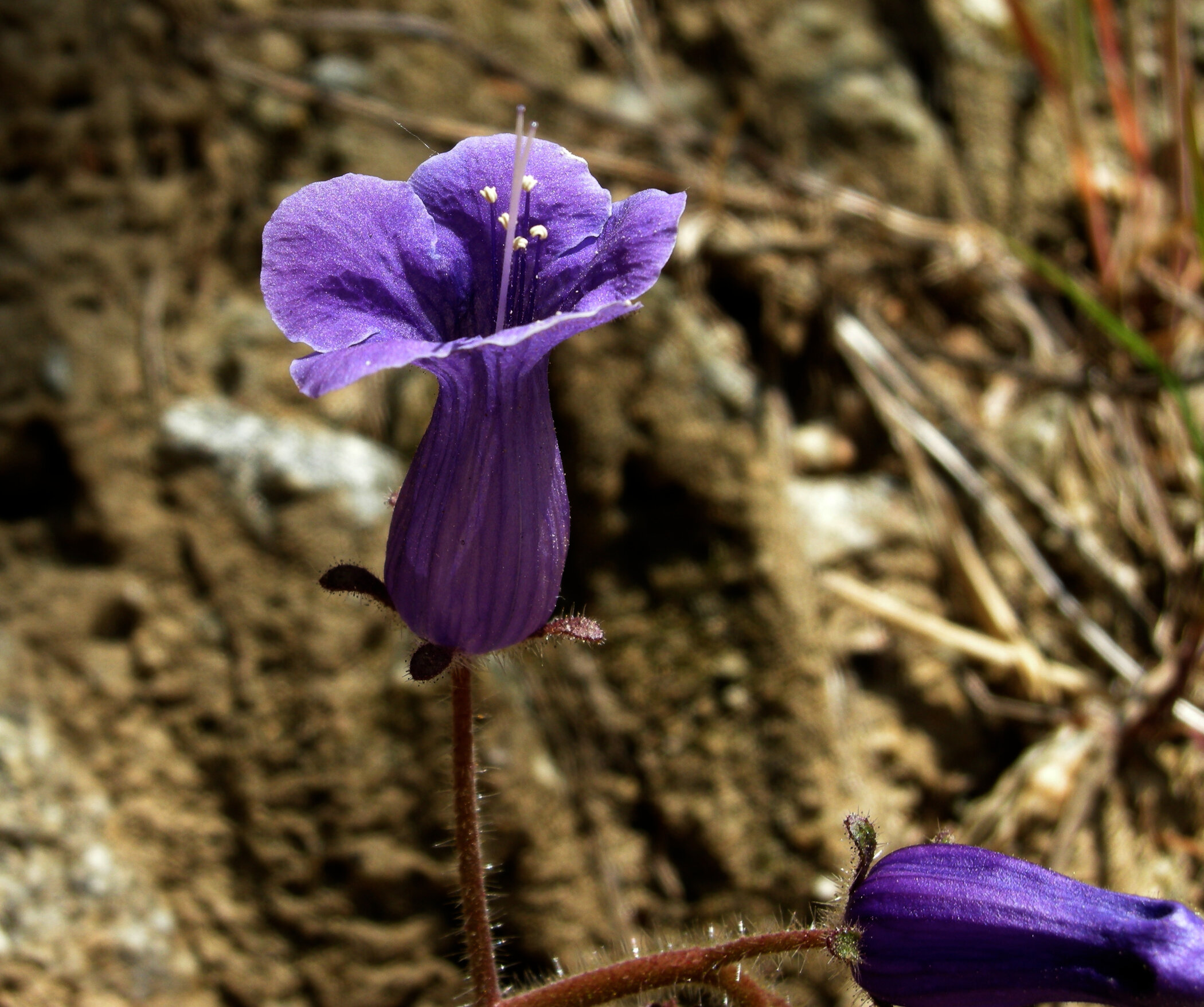 Purple Wildflower