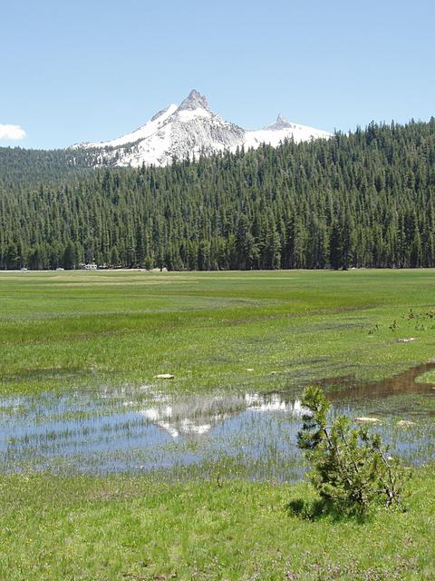 Cathedral Peak from Tuolumne Meadows