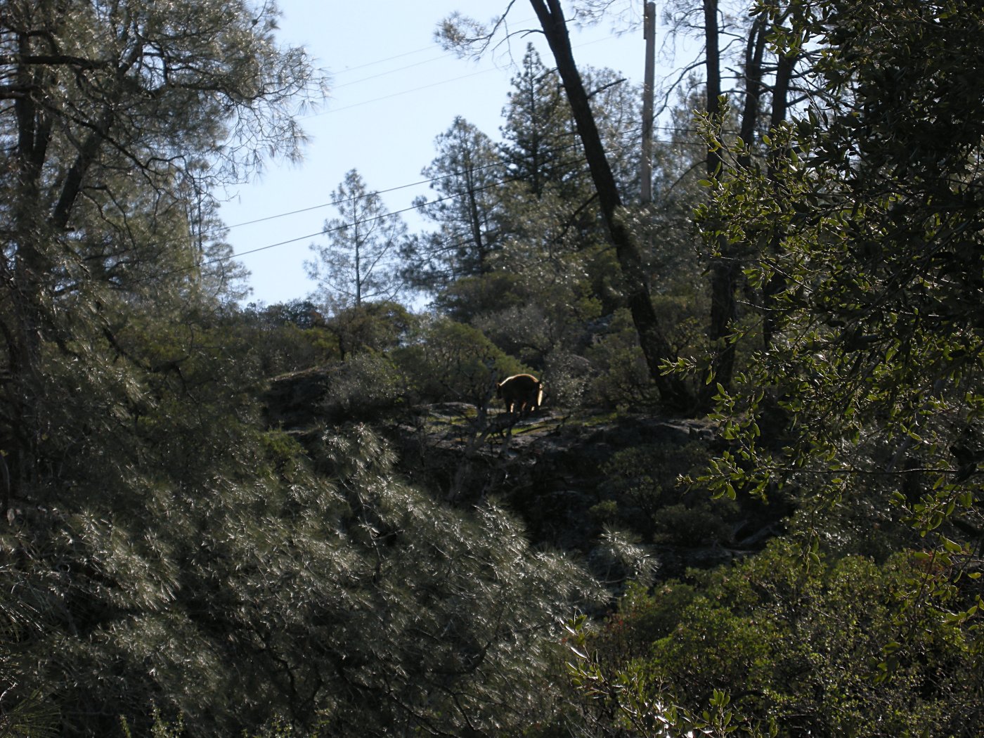 Black Bear at Hetch Hetchy