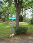 cat chased sq up tree