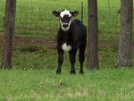 cute calf