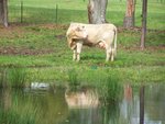 waiting for calves