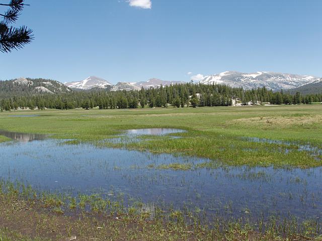 Soggy Tuolumne Meadows