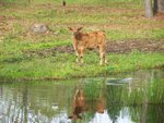 brown calf