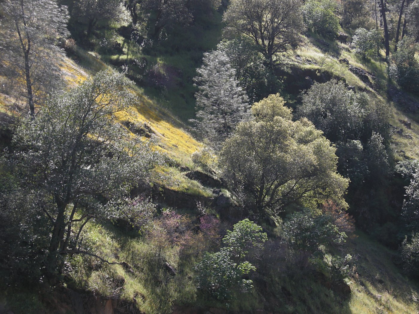 Hillside along Highway 140 below Yosemite