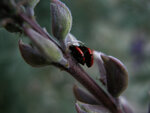 Ladybugs Mating on Lupine