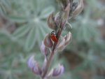 Ladybug Dining on Aphids