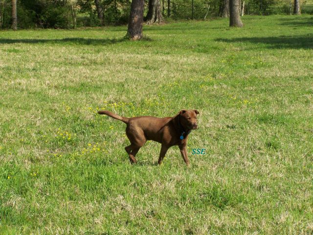 Giant in Pasture