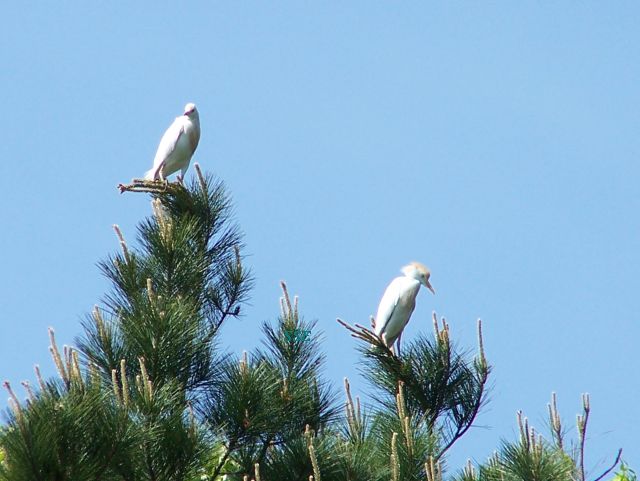 2 cattle egret