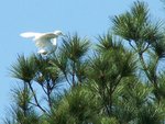 cattle egret