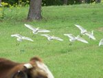 Cattle egret flying