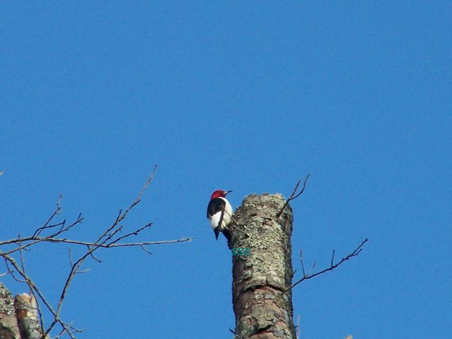 red-headed woodpecker