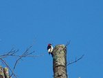 red-headed woodpecker