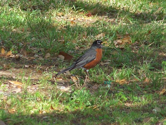 Robin in Kilgore