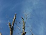 way up in tree