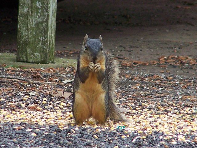 Hungry Squirrel