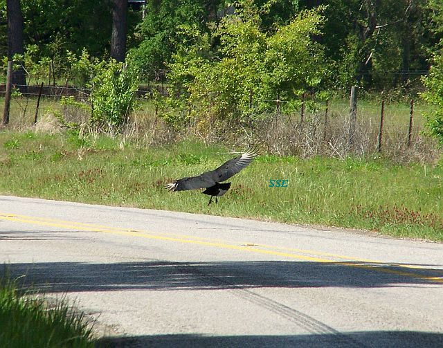 Black Vulture