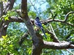 Blue jay