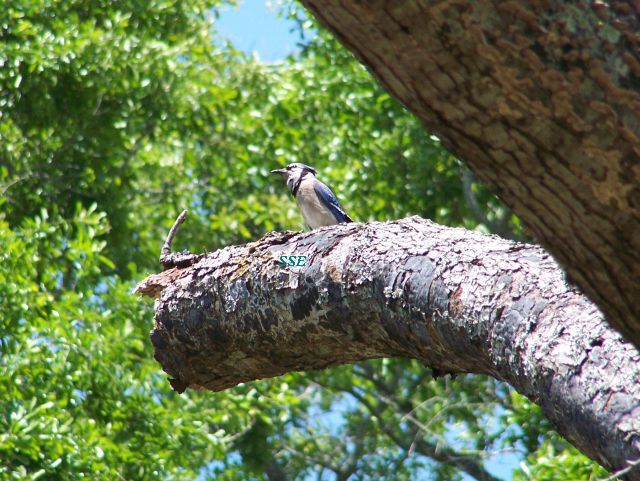 Blue Jay in tree